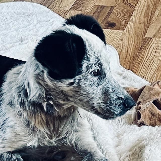 Enlarge Mikey, a Adoptable Mixed Breed in Sartell, MN image 5/6