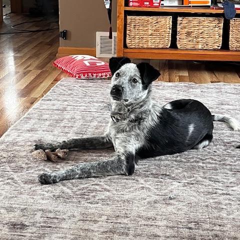 Enlarge Mikey, a Adoptable Mixed Breed in Sartell, MN image 4/6