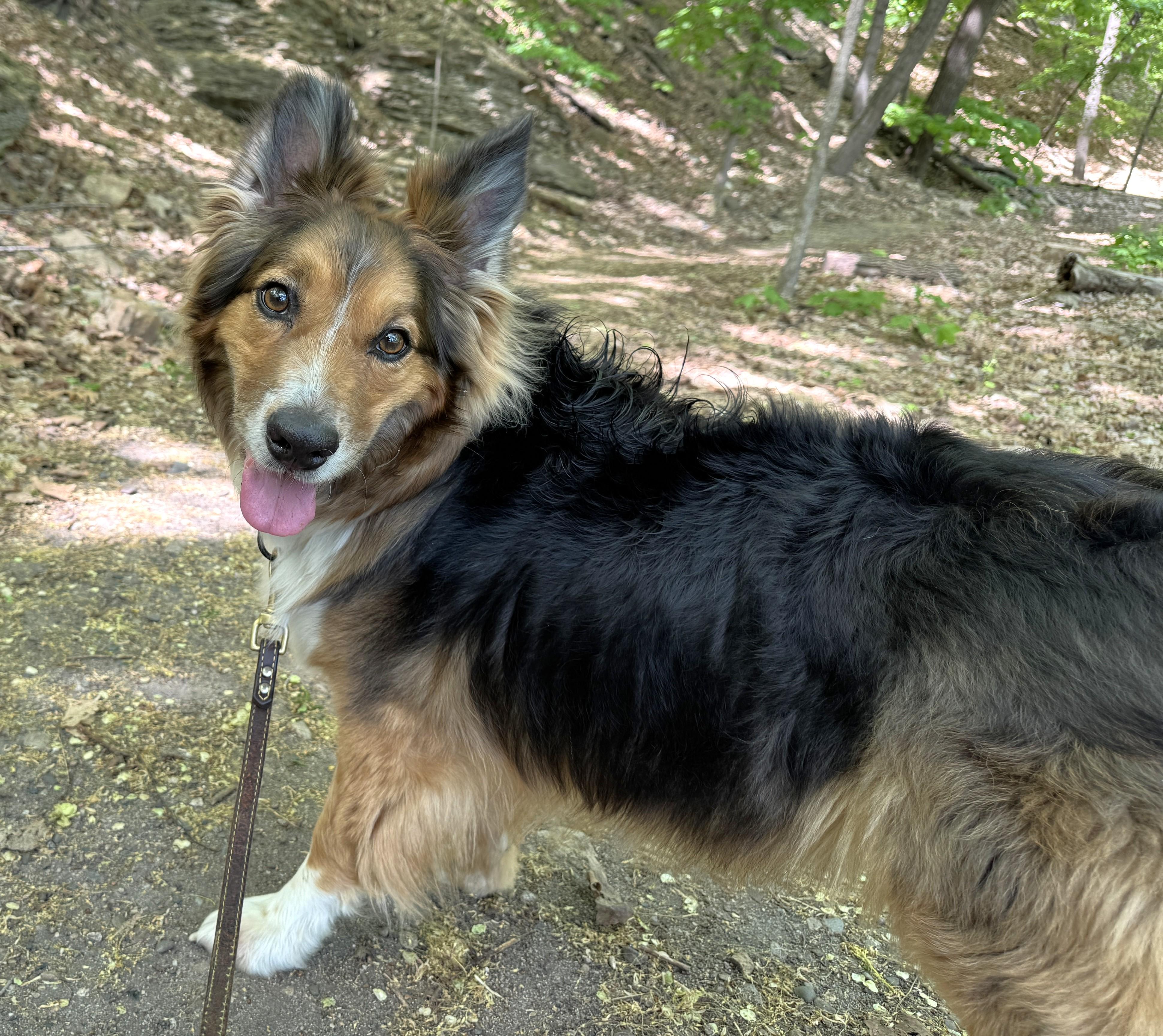 Cayden, a Adoptable Australian Shepherd in Minneapolis, MN image 4/6