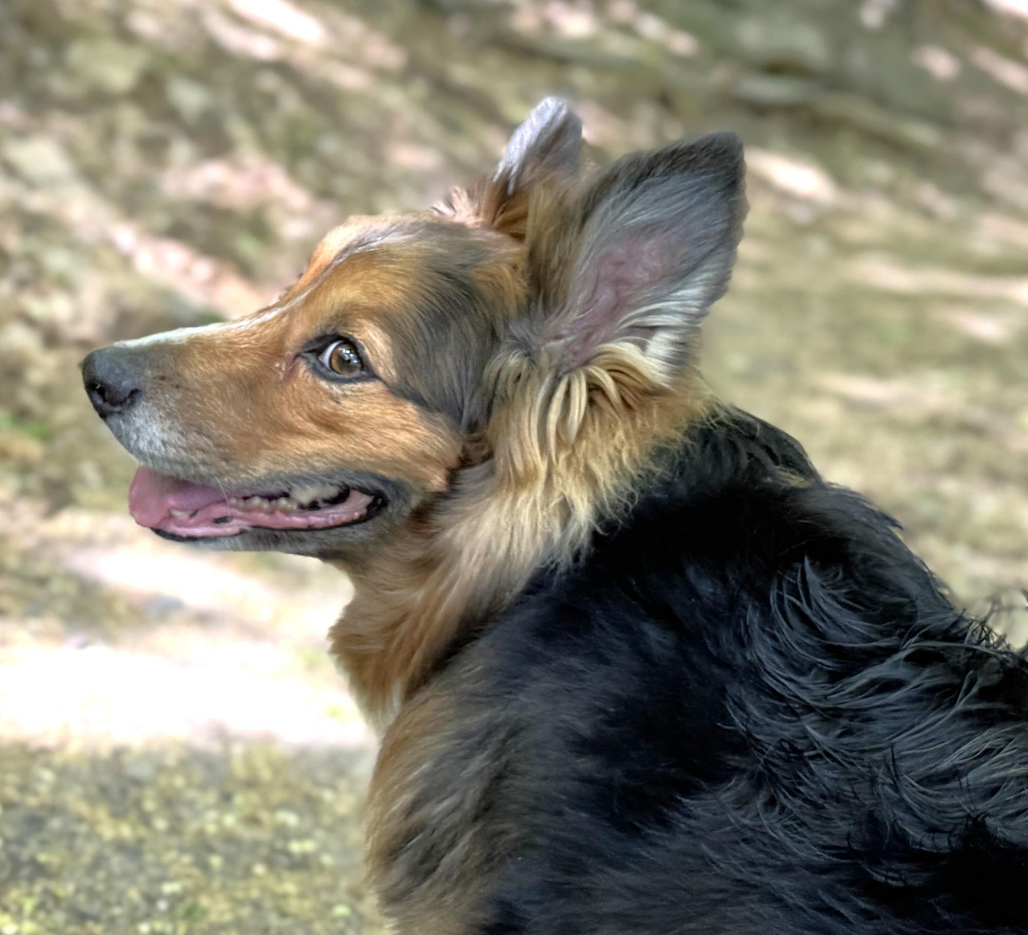 Cayden, a Adoptable Australian Shepherd in Minneapolis, MN image 5/6