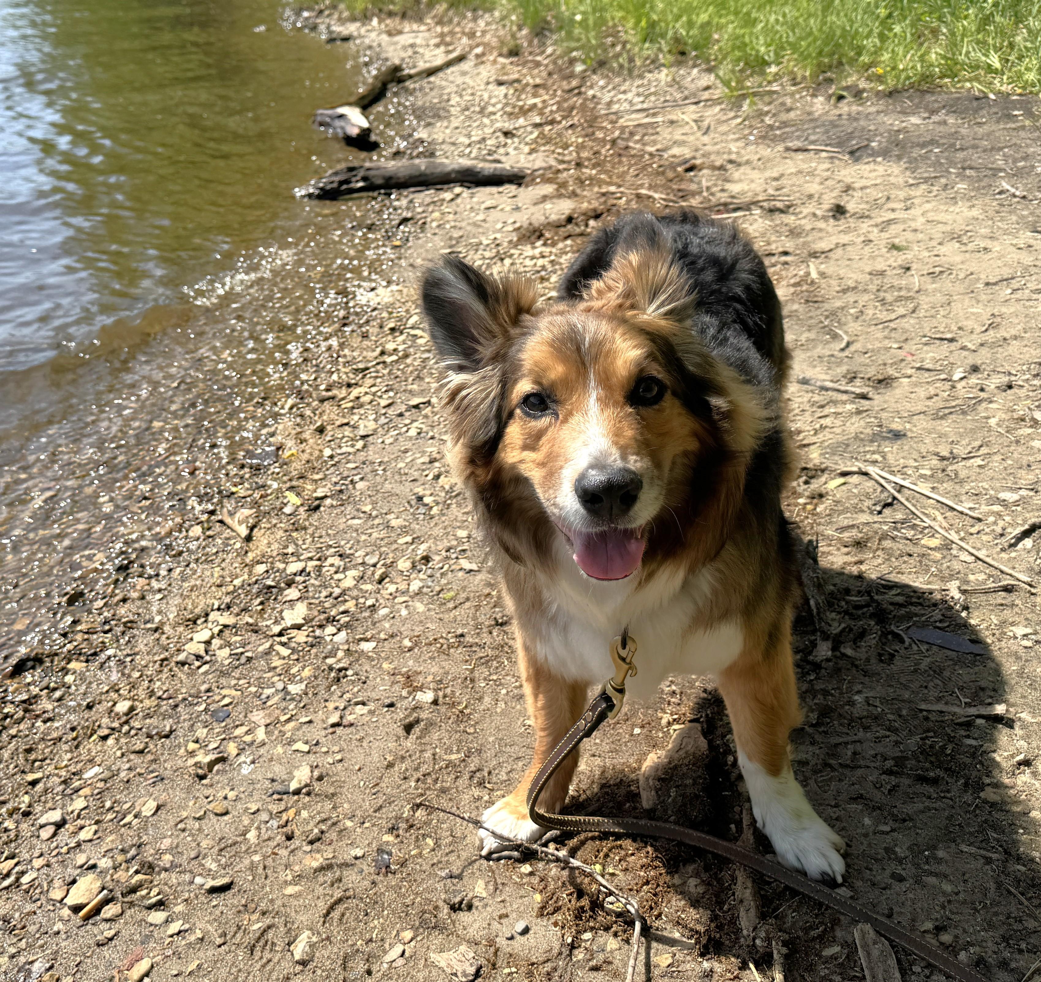 Cayden, Adoptable, Adult Male Australian Shepherd.