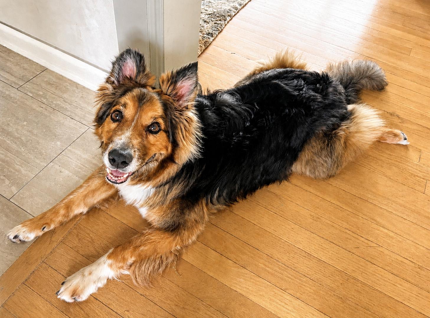 Cayden, a Adoptable Australian Shepherd in Minneapolis, MN image 2/6
