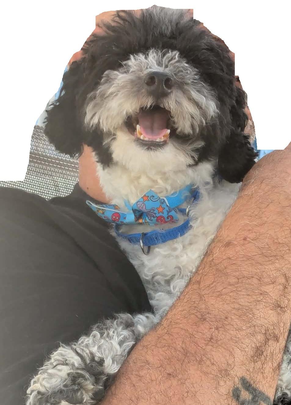Oreo, Adoptable, Adult Male Maltipoo.