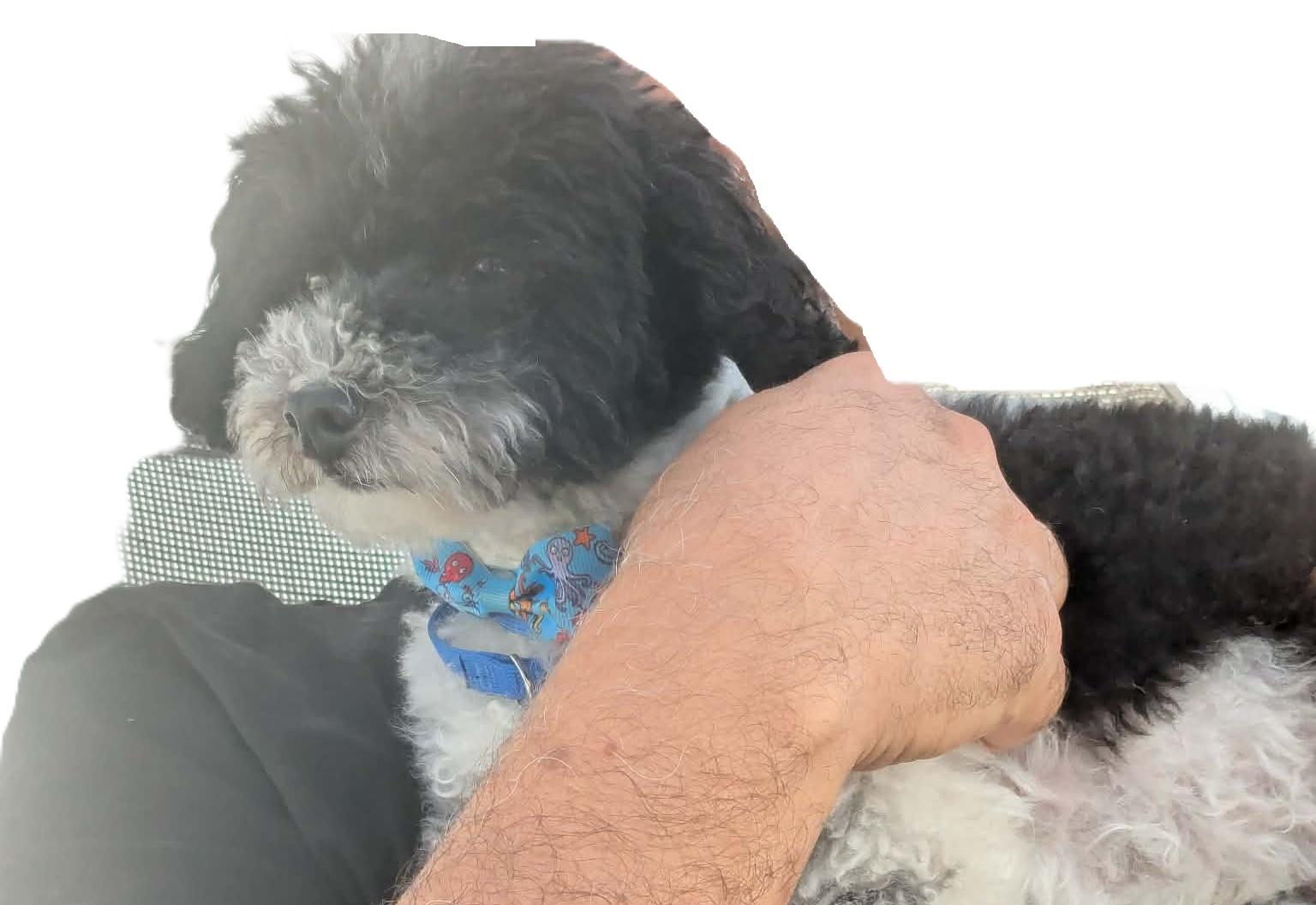Enlarge Oreo, a Adoptable mixed breed in Pointe-Claire, QC image 2/3