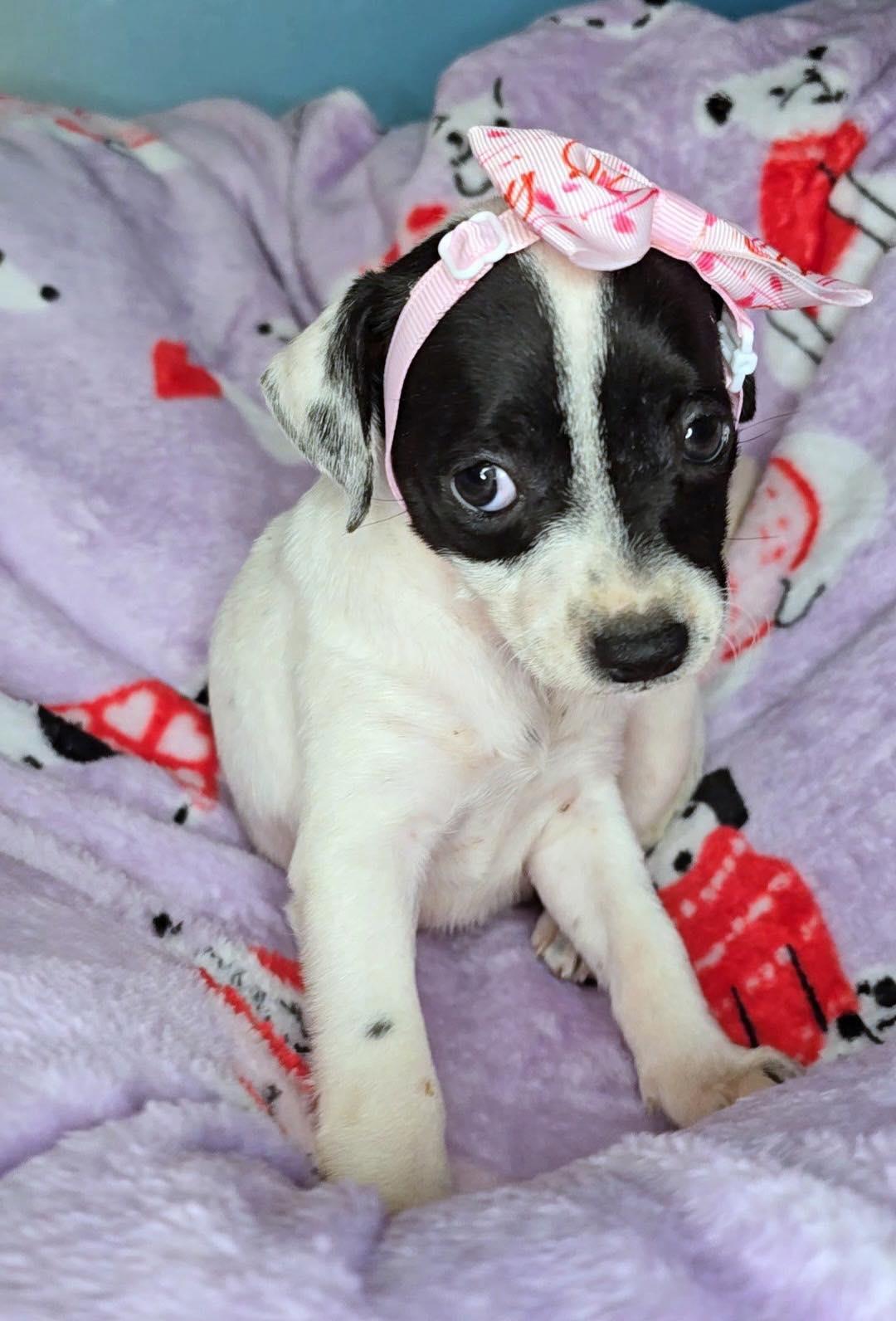 Harley (Eva), Adopted, Young Female Chihuahua.