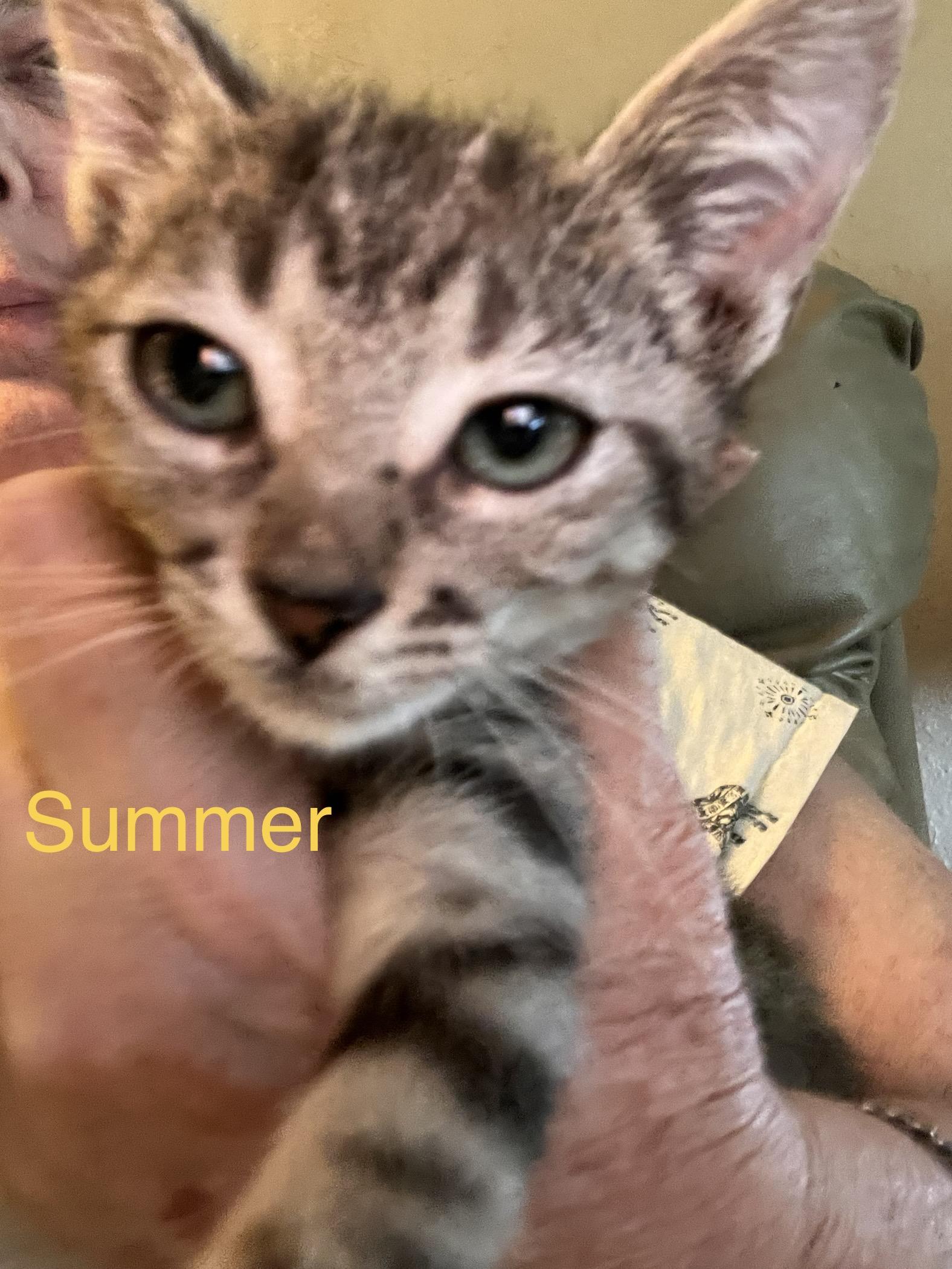 Enlarge Summer, a Adoptable mixed breed in Moreno Valley, CA image 2/2