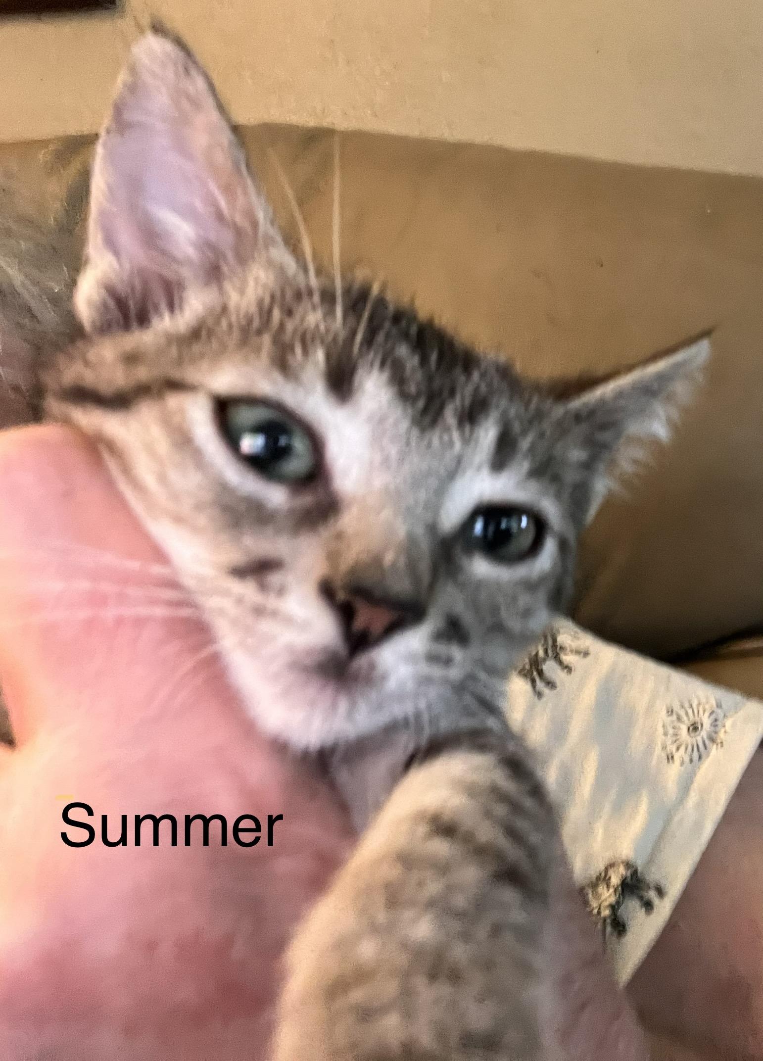 Enlarge Summer, a Adoptable mixed breed in Moreno Valley, CA image 1/2