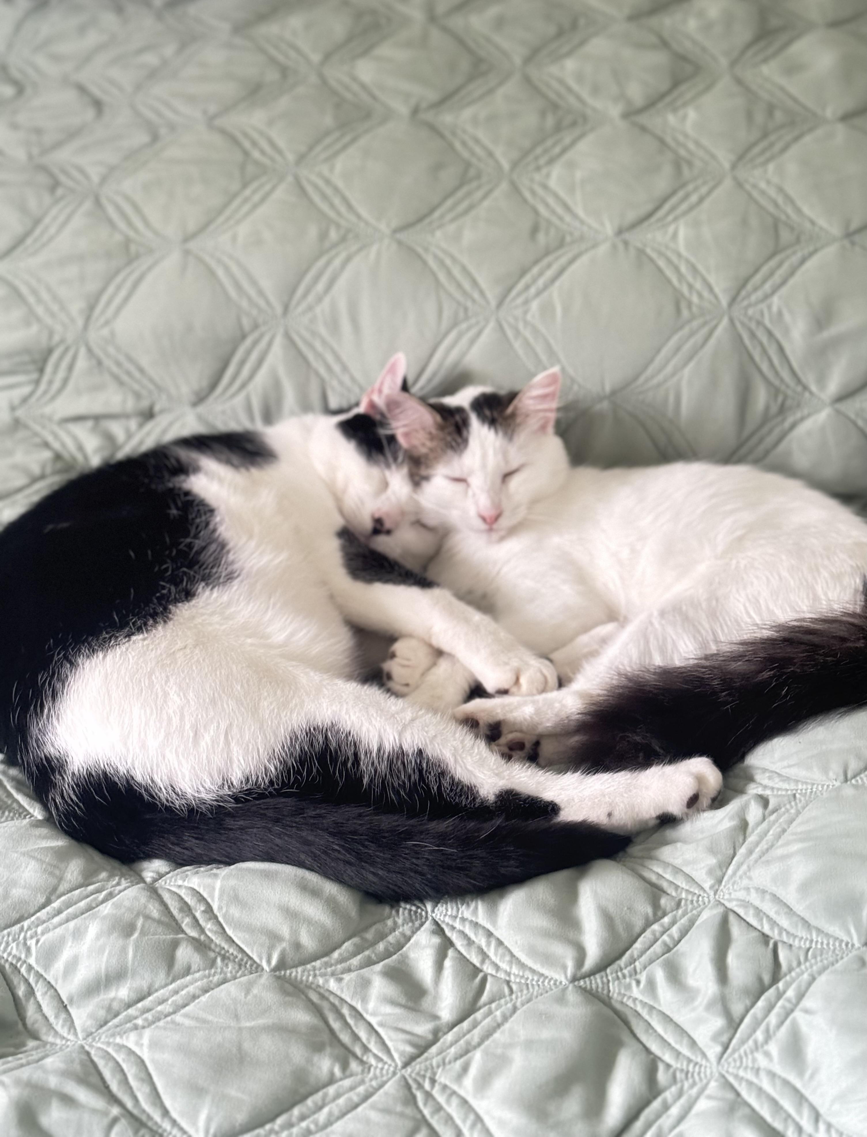 Kiyoko, adopted, Kitten Female Domestic Medium Hair & Turkish Van.