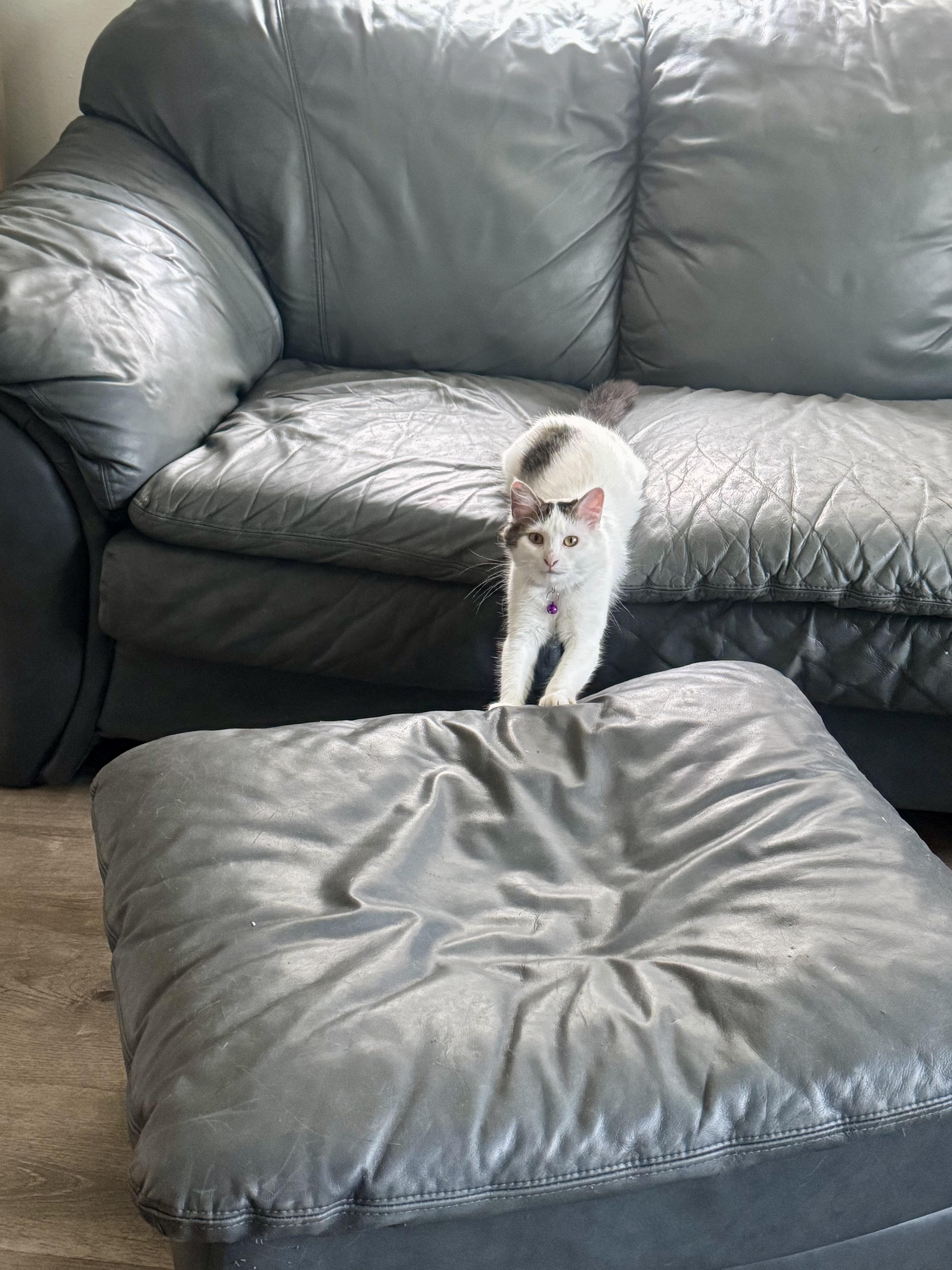 Kiyoko, an adopted mixed breed in largo, FL image 2/2