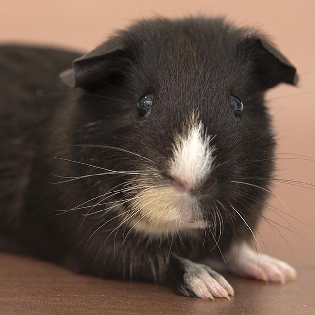 Enlarge Sparky Sparkle, an adopted Guinea Pig in Chicago, IL image 1/2