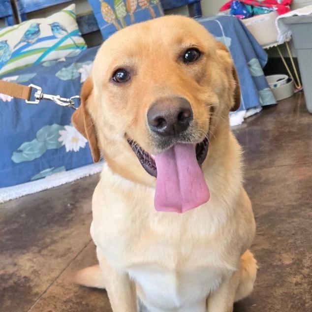 Potato, Adoptable, Young Male Yellow Labrador Retriever.