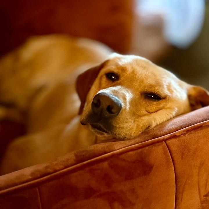 Enlarge Potato, a Adoptable Yellow Labrador Retriever in Huntsville, AL image 3/6