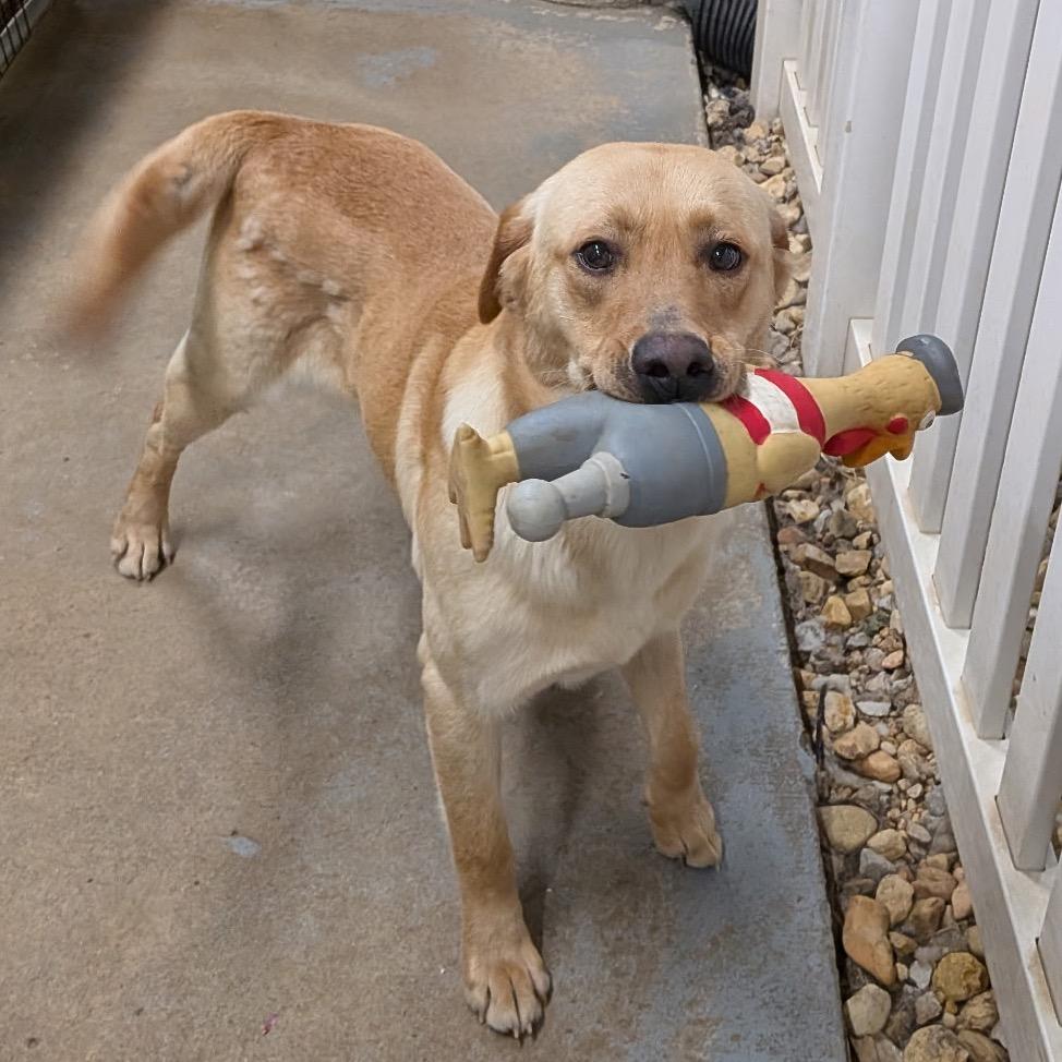 Enlarge Potato, a Adoptable Yellow Labrador Retriever in Huntsville, AL image 4/6