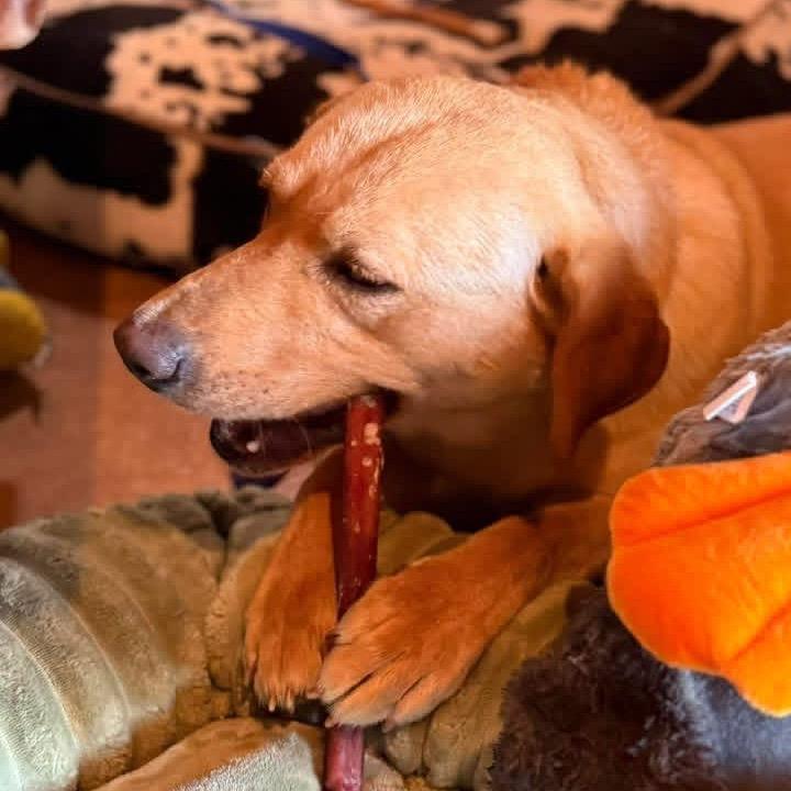 Enlarge Potato, a Adoptable Yellow Labrador Retriever in Huntsville, AL image 5/6