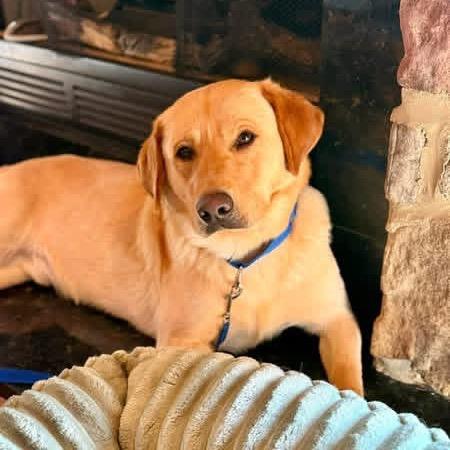 Enlarge Potato, a Adoptable Yellow Labrador Retriever in Huntsville, AL image 6/6