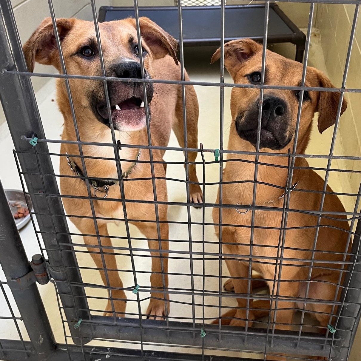 Bojangles, a Adoptable mixed breed in Clarksville, VA image 6/6