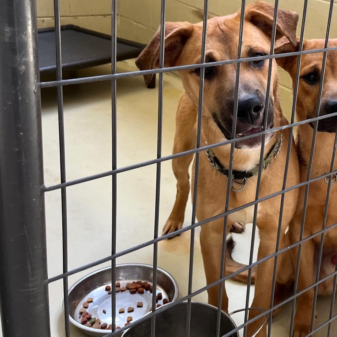 Bojangles, a Adoptable mixed breed in Clarksville, VA image 1/6