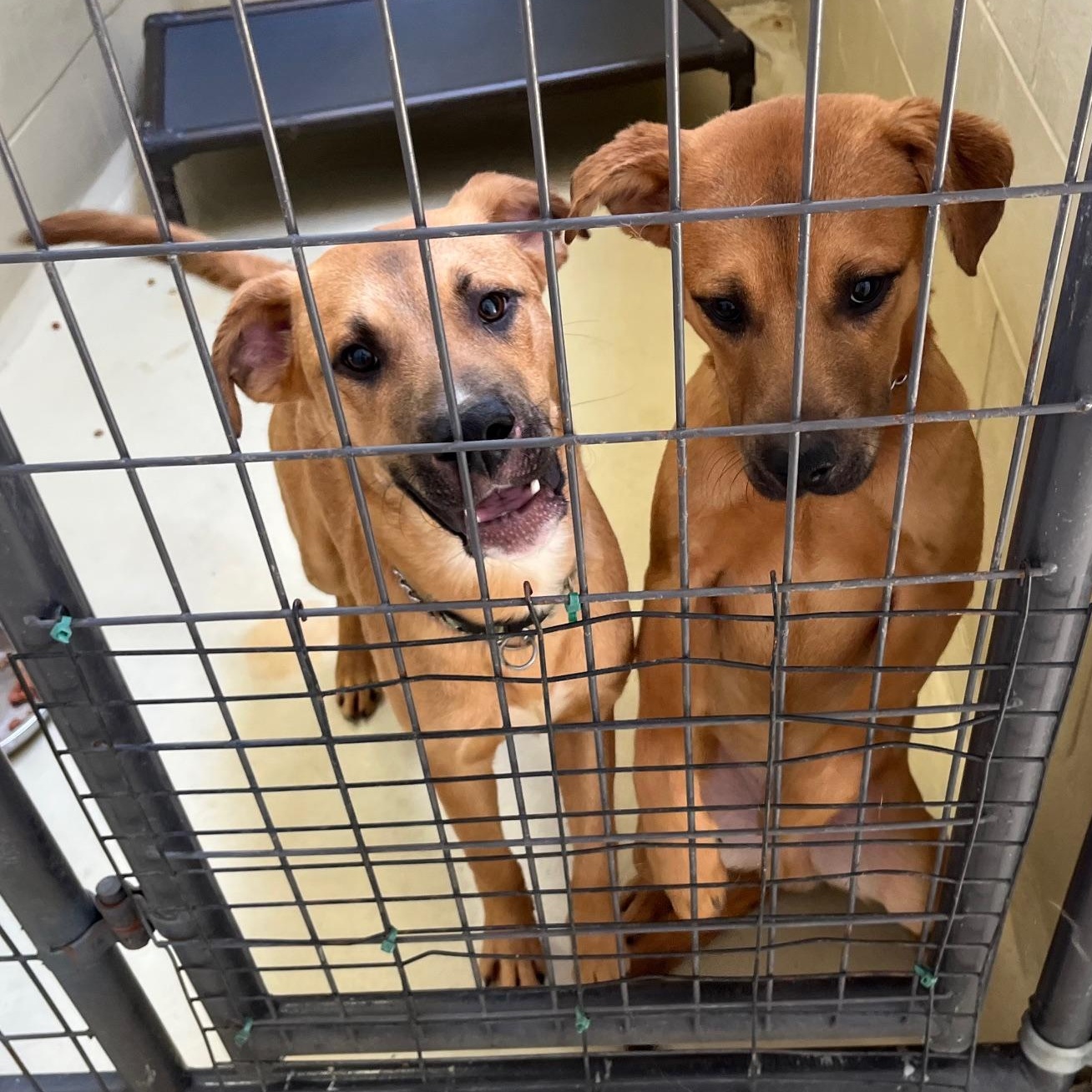 Bojangles, a Adoptable mixed breed in Clarksville, VA image 5/6