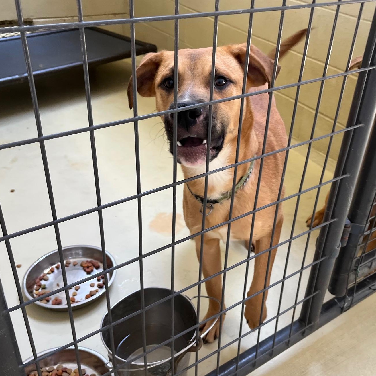 Bojangles, a Adoptable mixed breed in Clarksville, VA image 2/6