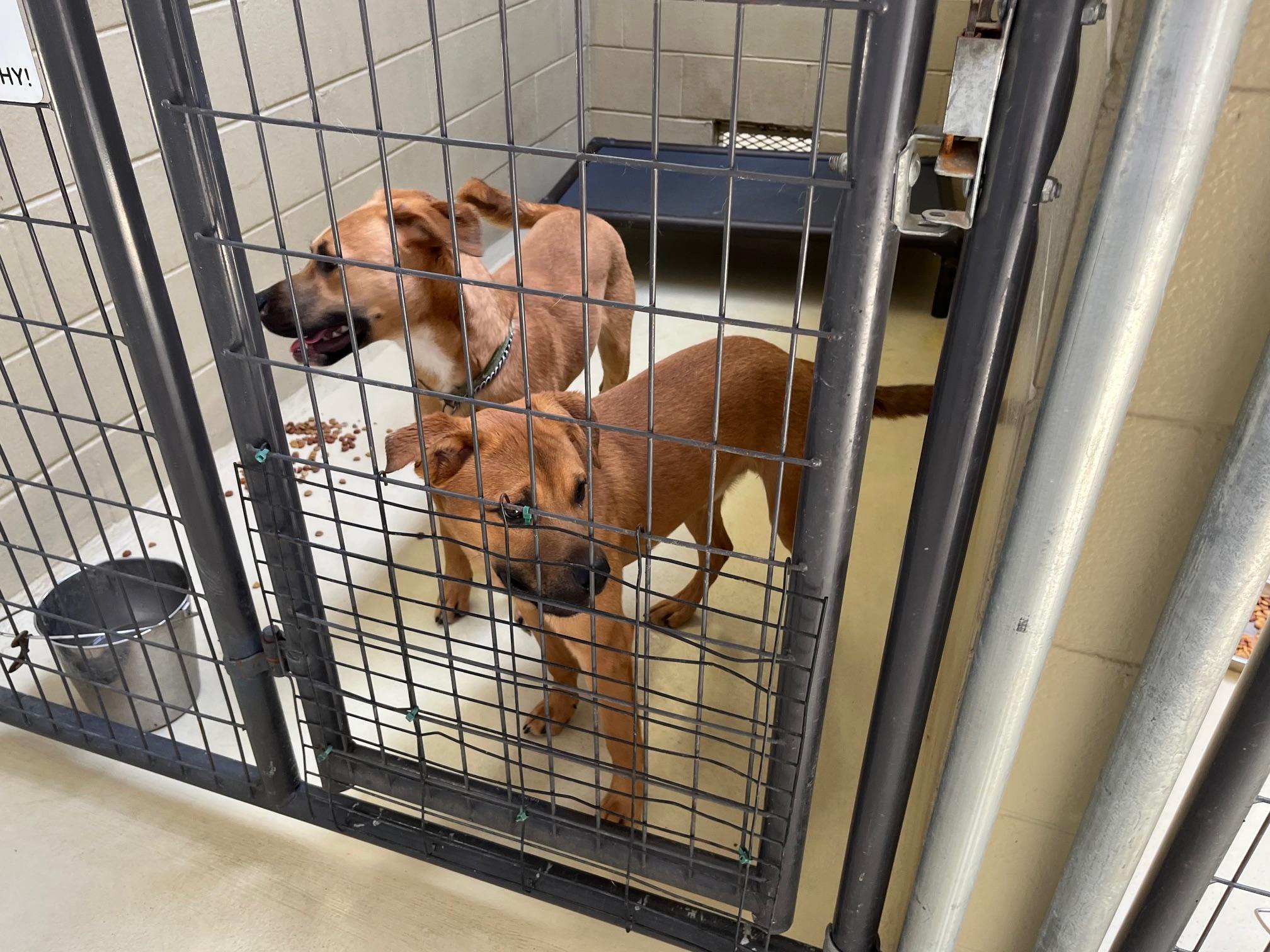 Bojangles, a Adoptable mixed breed in Clarksville, VA image 3/6