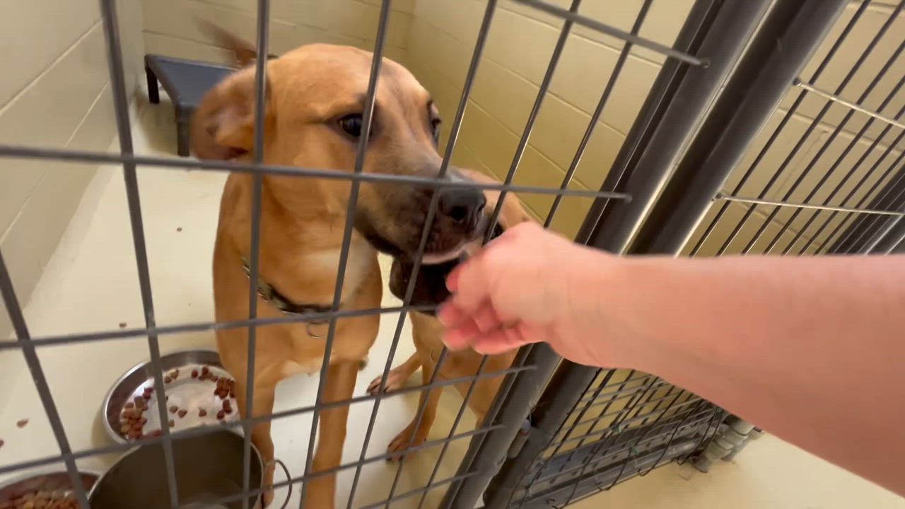 Enlarge Bojangles, a Adoptable mixed breed in Clarksville, VA video 4/6