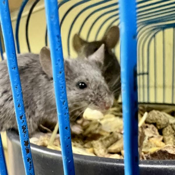 Sid, Adoptable, Baby Female Mouse.