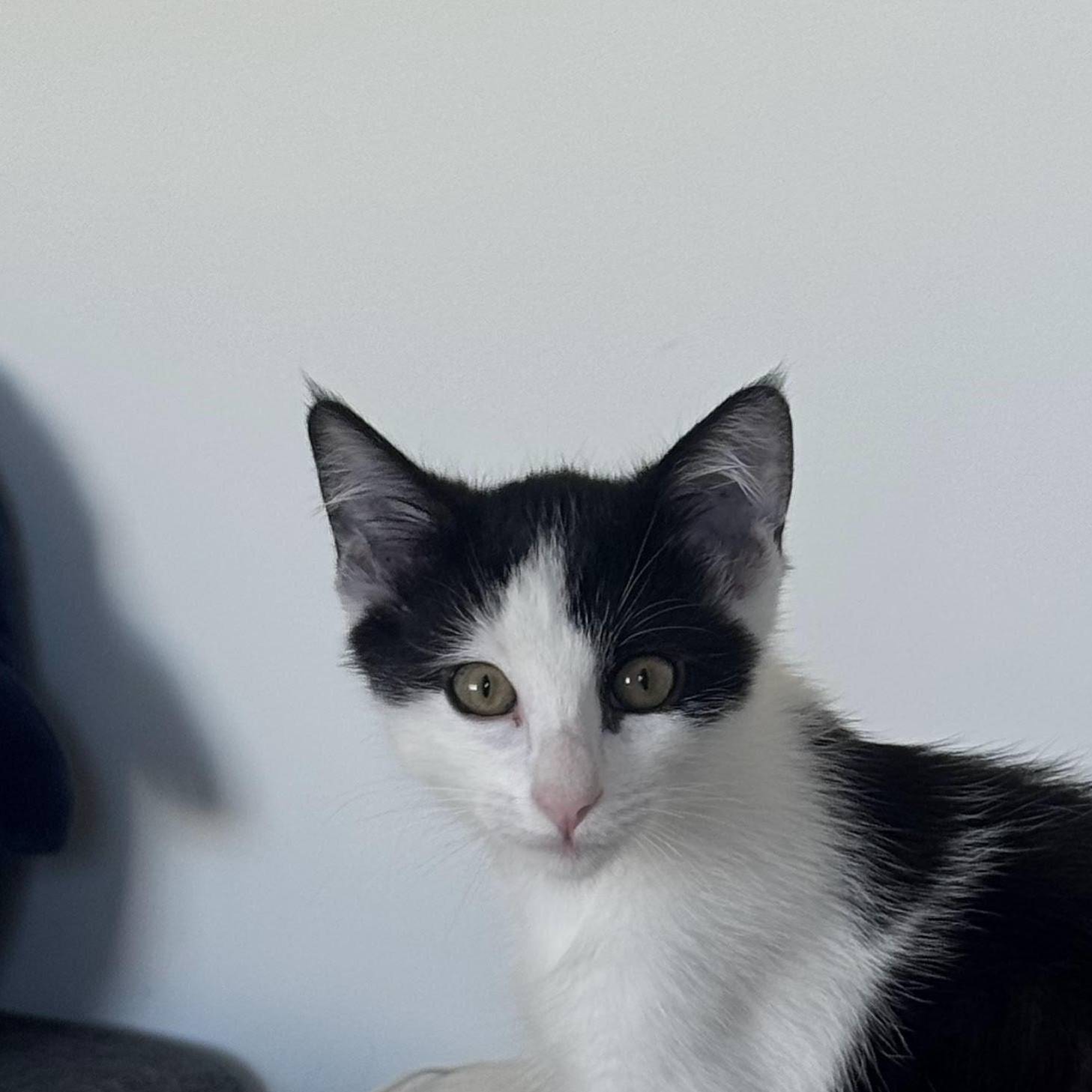 Enlarge Mickey, an adopted mixed breed in Venice, CA image 2/2