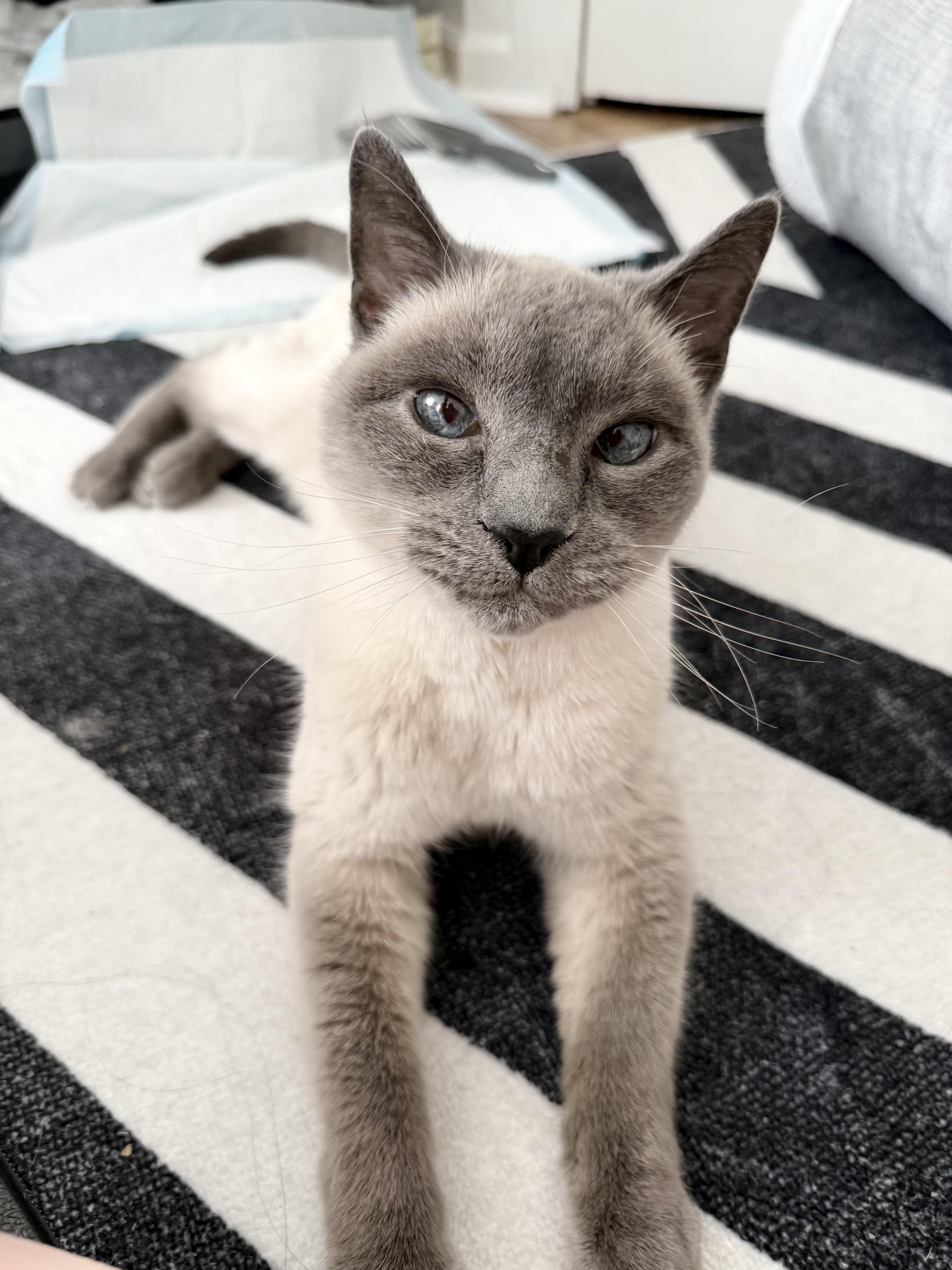 Belle, Senior Female Siamese