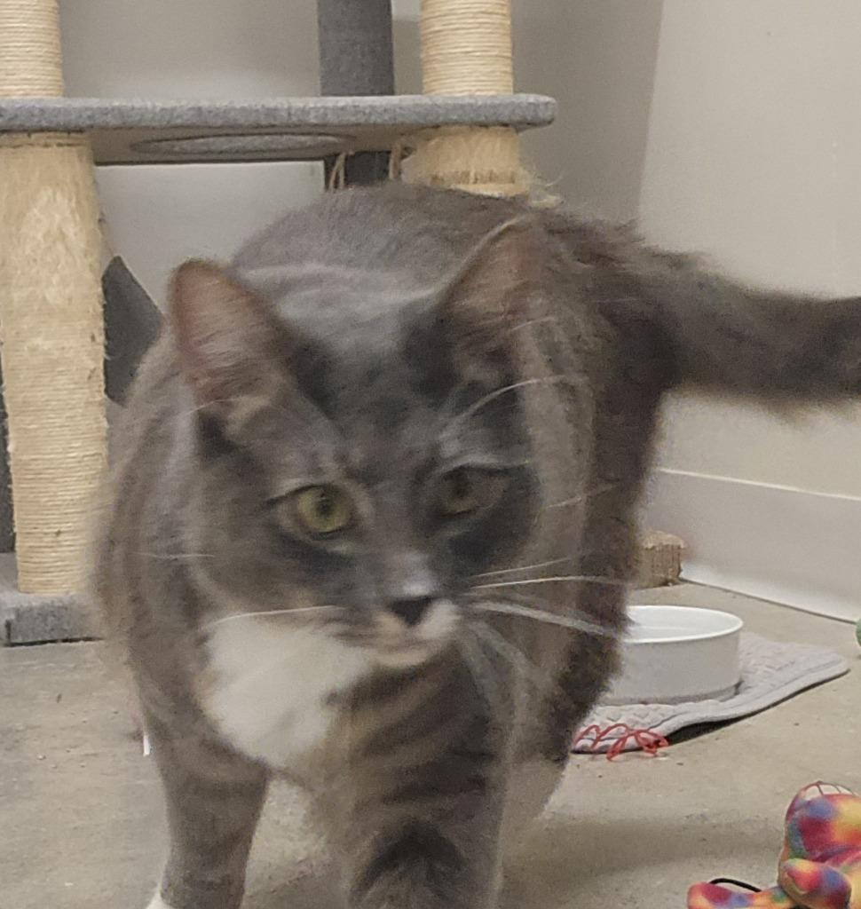 Bugsy, Adoptable, Young Male Domestic Medium Hair.