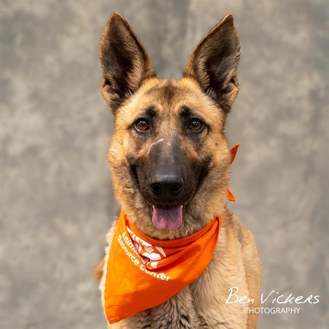 Enlarge SACHA, a Adoptable mixed breed in Albuquerque, NM image 1/1