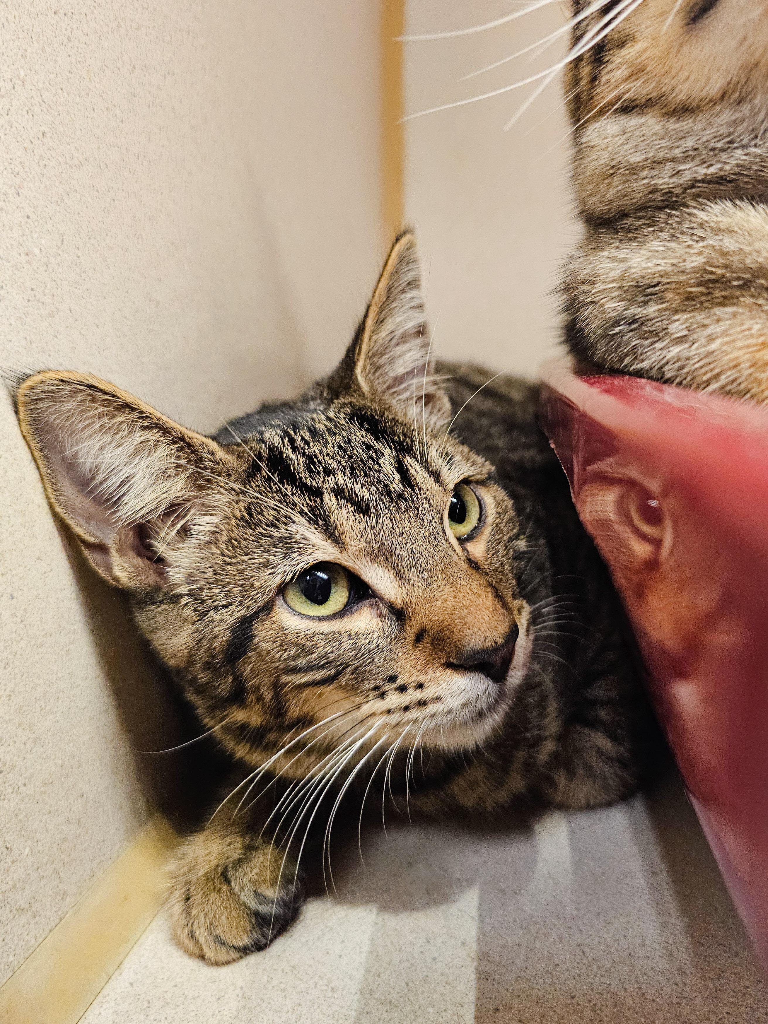 Tallulah, a Adoptable Domestic Short Hair in Naples, FL image 5/6