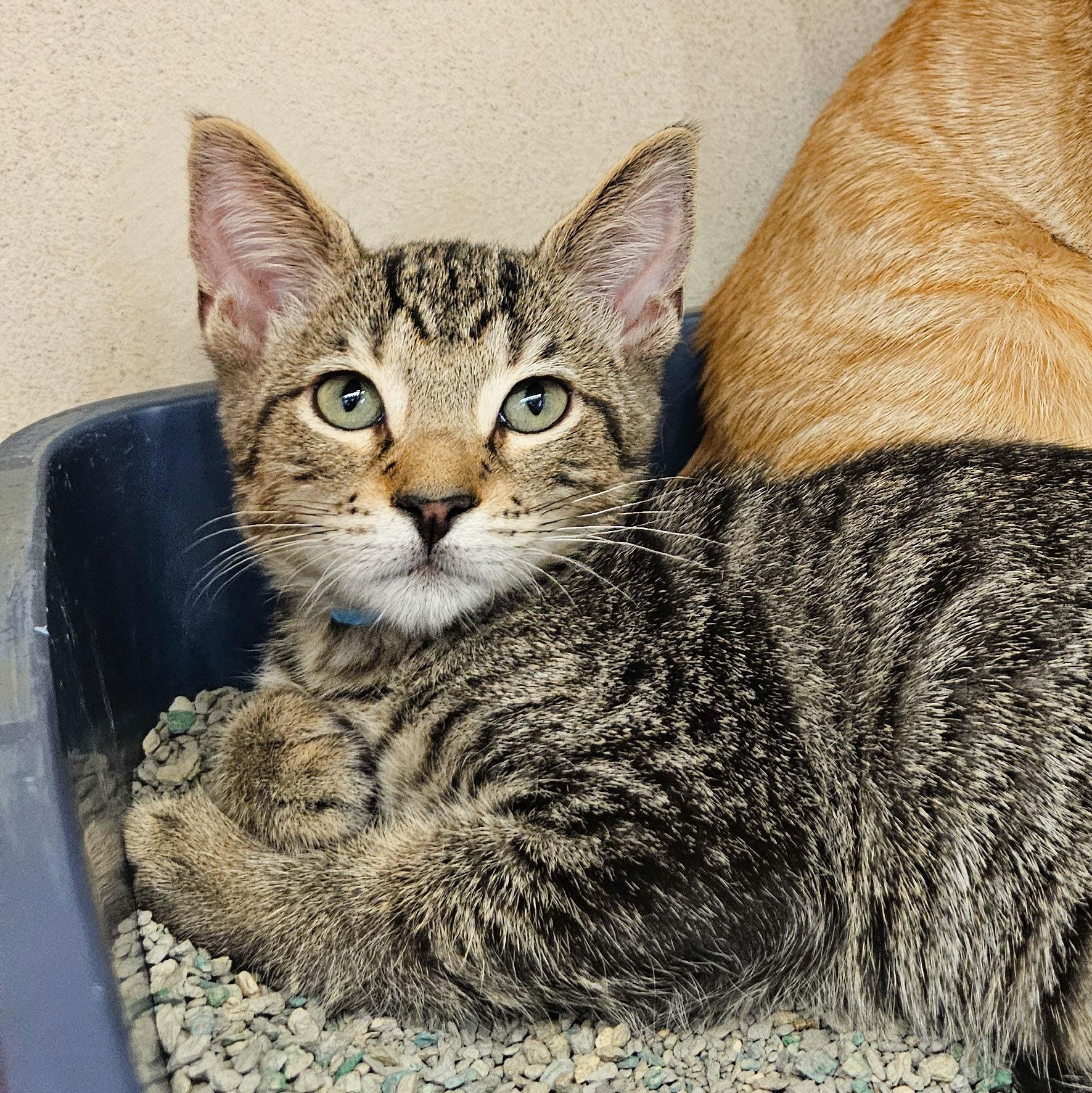 Tallulah, a Adoptable Domestic Short Hair in Naples, FL image 2/6