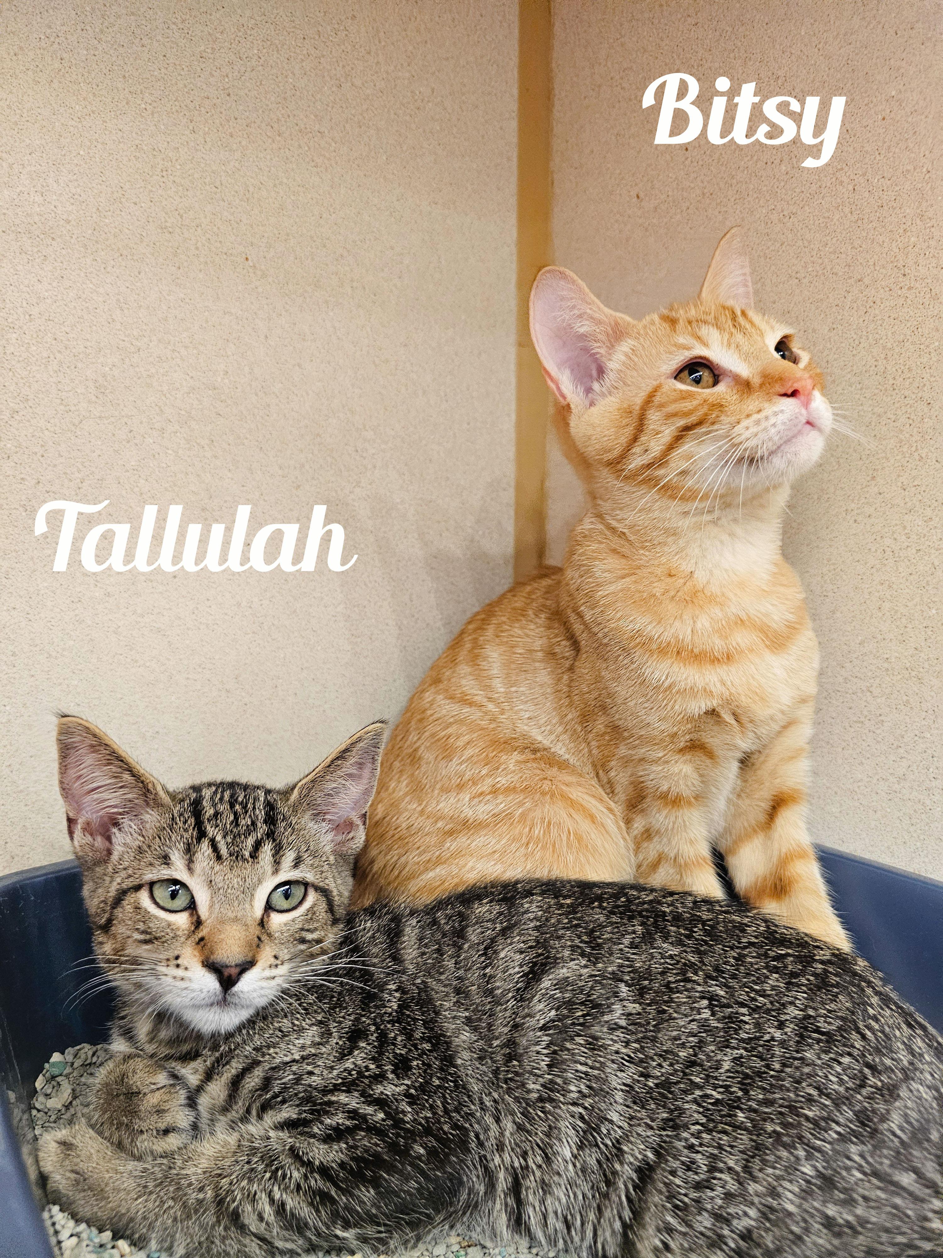Tallulah, a Adoptable Domestic Short Hair in Naples, FL image 3/6