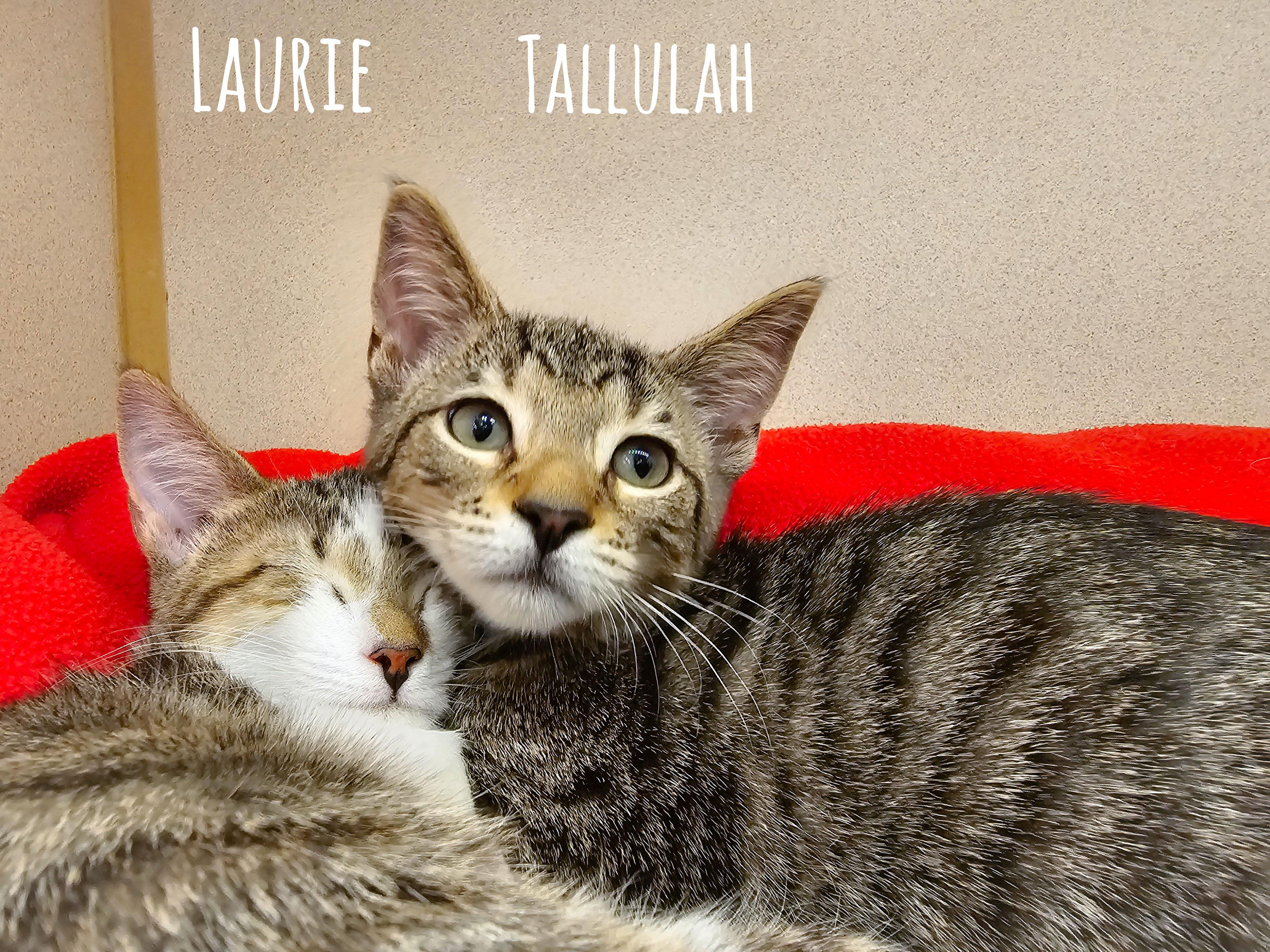Tallulah, a Adoptable Domestic Short Hair in Naples, FL image 4/6