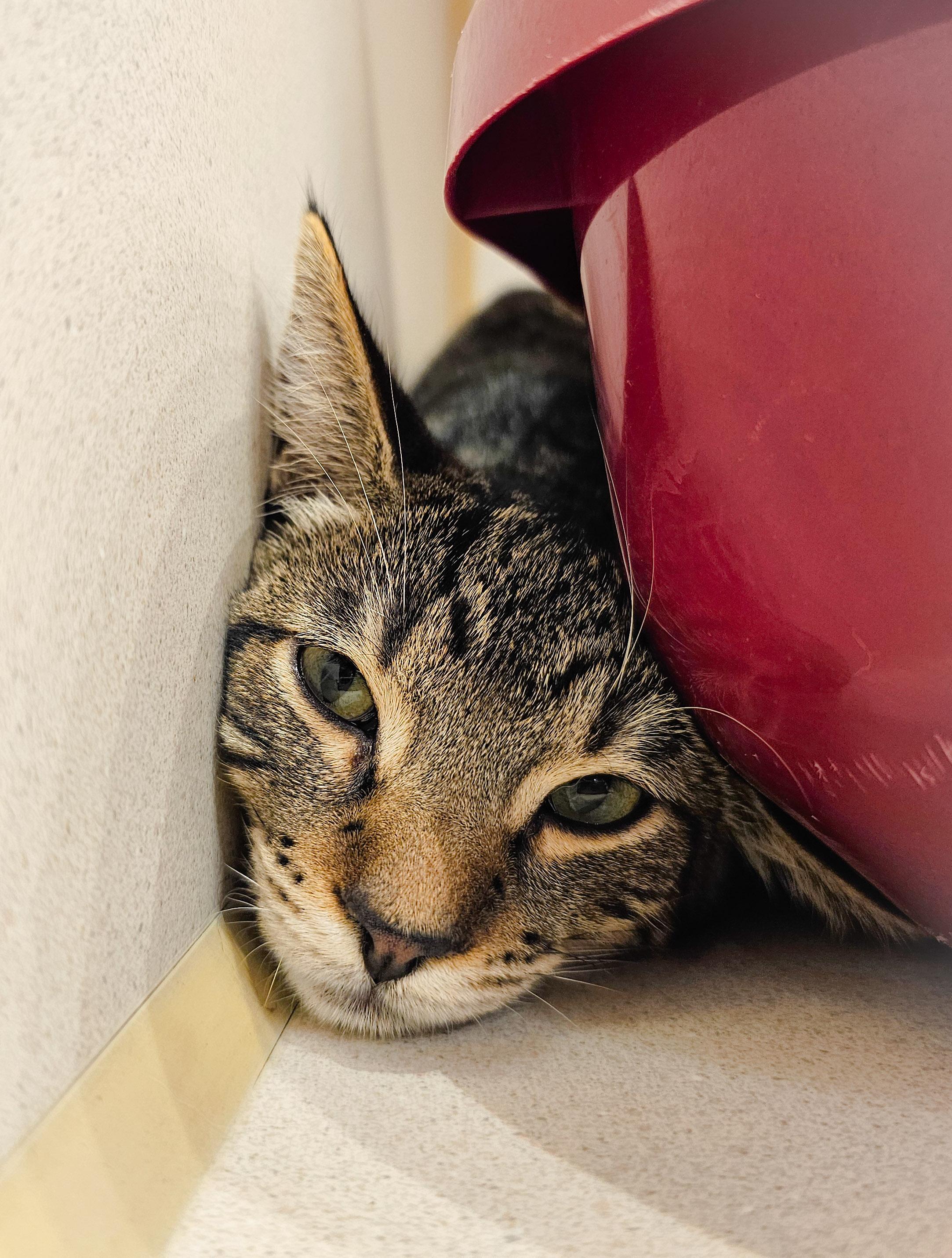 Tallulah, a Adoptable Domestic Short Hair in Naples, FL image 6/6