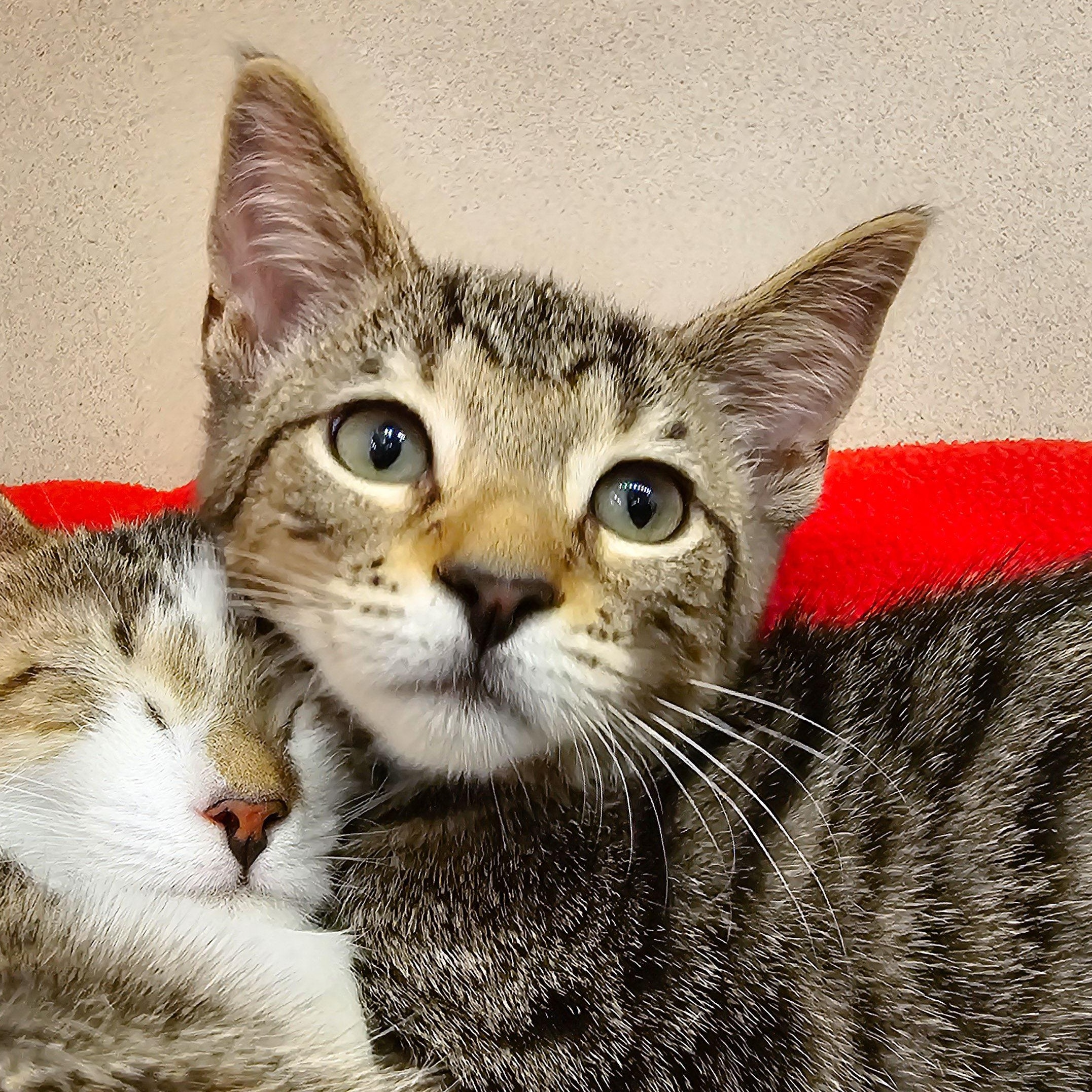 Tallulah, Adoptable, Young Female Domestic Short Hair.