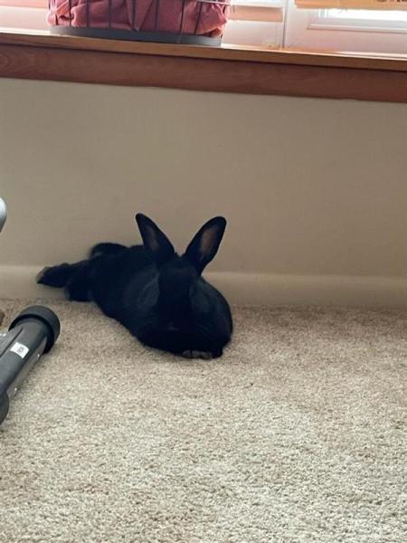 Zero, Adoptable, Young Male Satin.