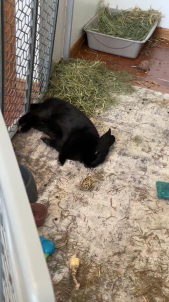 Enlarge Zero, a Adoptable Satin in Kalamazoo, MI image 2/6