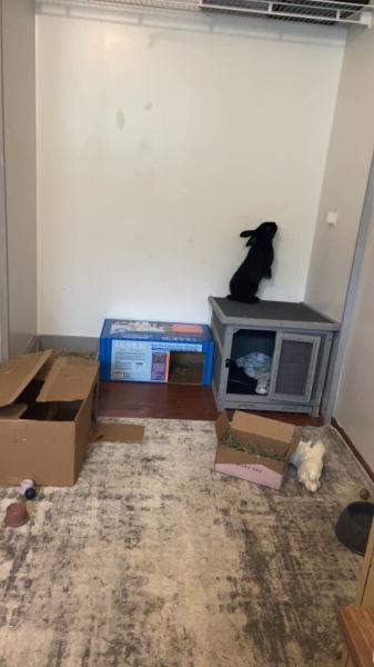 Enlarge Zero, a Adoptable Satin in Kalamazoo, MI image 3/6