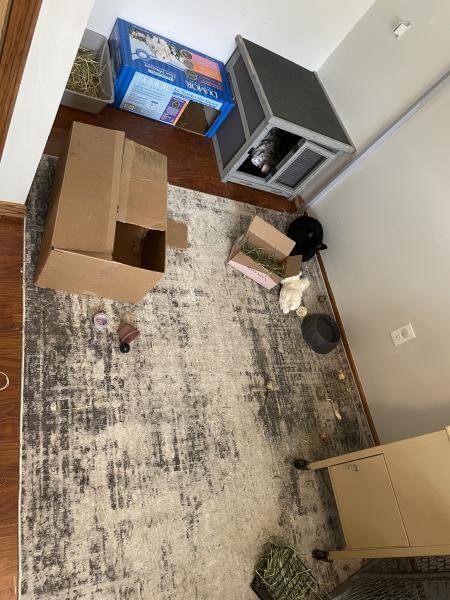 Enlarge Zero, a Adoptable Satin in Kalamazoo, MI image 4/6