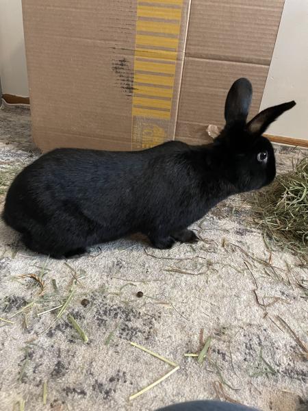 Enlarge Zero, a Adoptable Satin in Kalamazoo, MI image 5/6