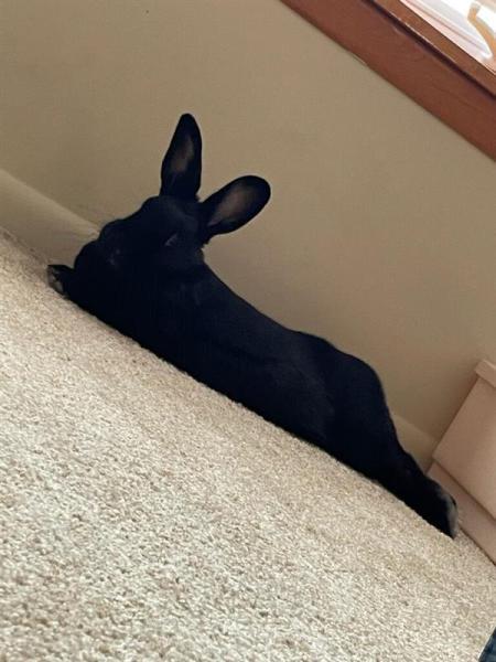 Enlarge Zero, a Adoptable Satin in Kalamazoo, MI image 6/6