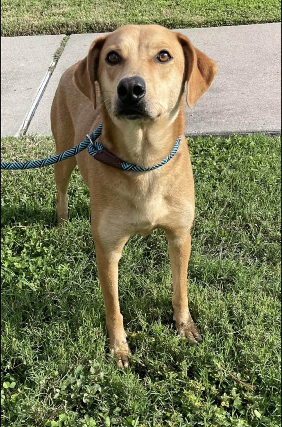 Enlarge Vixen, an adopted mixed breed in Elkhorn, WI image 3/6