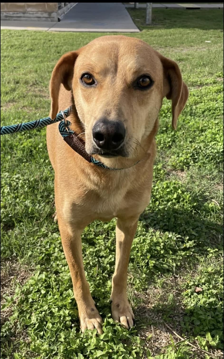 Enlarge Vixen, an adopted mixed breed in Elkhorn, WI image 1/6