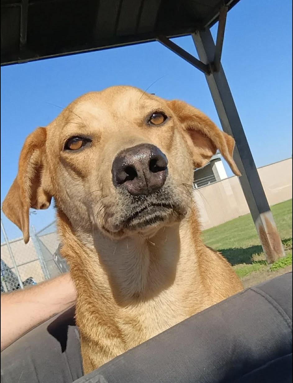 Enlarge Vixen, an adopted mixed breed in Elkhorn, WI image 6/6