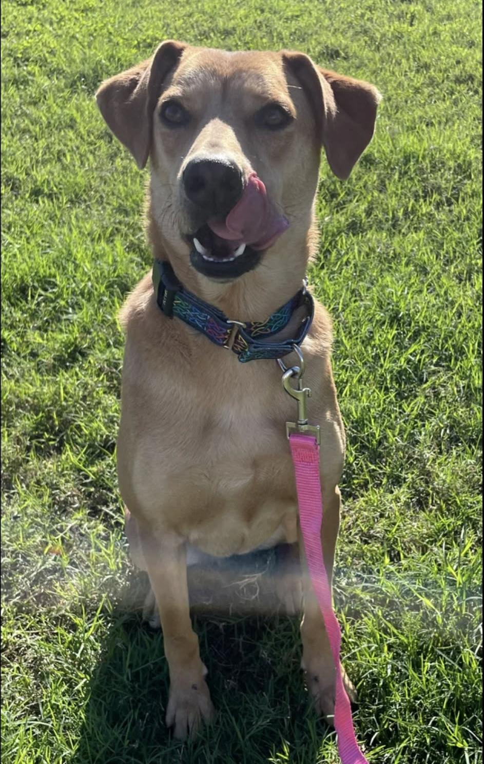 Enlarge Vixen, an adopted mixed breed in Elkhorn, WI image 2/6