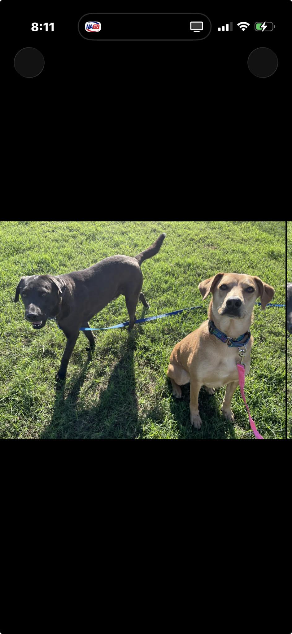 Enlarge Vixen, an adopted mixed breed in Elkhorn, WI image 4/6