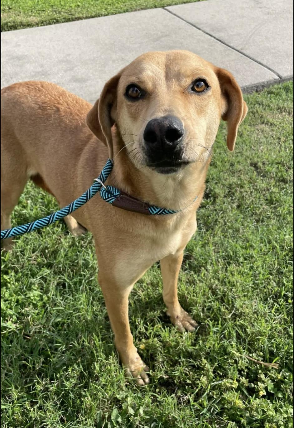 Enlarge Vixen, an adopted mixed breed in Elkhorn, WI image 5/6