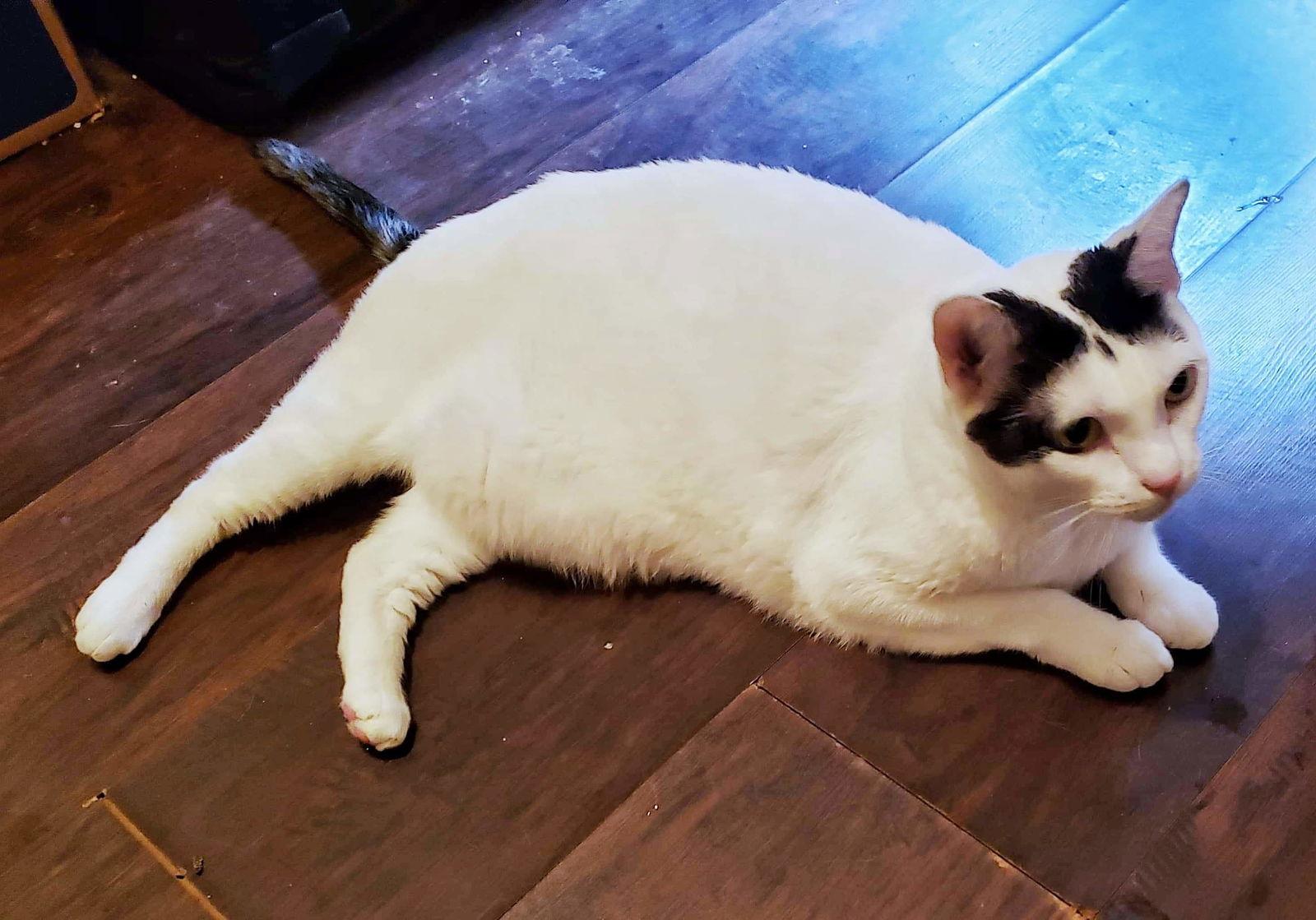 Thor, a Adoptable Tuxedo in Locust Grove, GA image 1/3