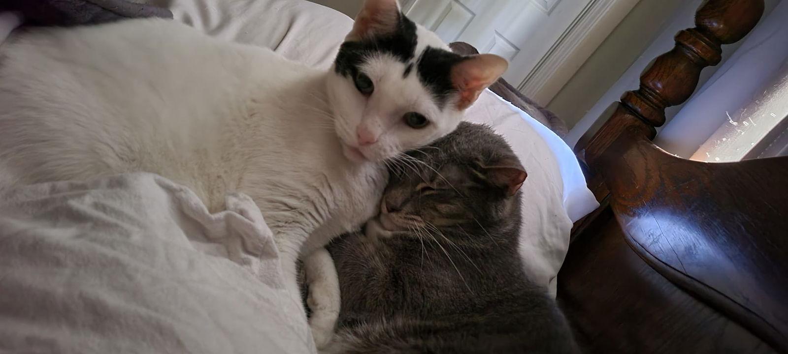 Thor, a Adoptable Tuxedo in Locust Grove, GA image 3/3